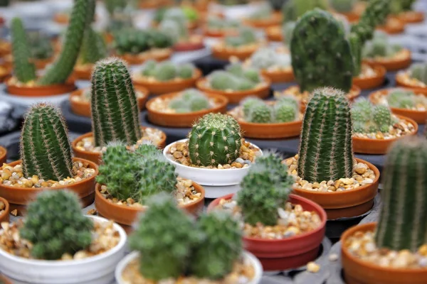 Bellissimo cactus nel negozio di fiori — Foto Stock