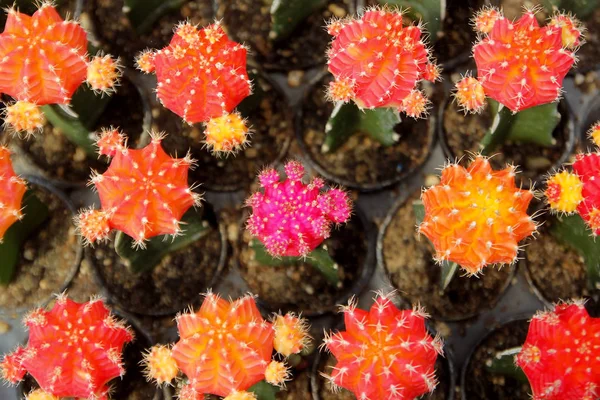 Belo cacto na loja de flores — Fotografia de Stock