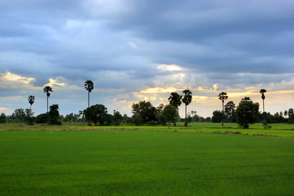 绿色稻田与美丽的天空背景 — 图库照片