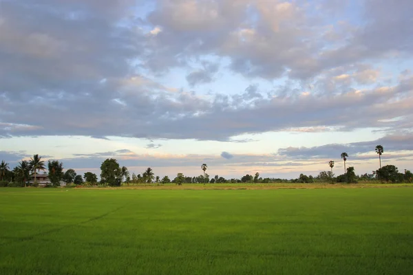 Campo de arroz verde con hermoso fondo de cielo —  Fotos de Stock