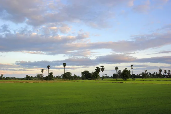 Güzel gökyüzü arka plan ile yeşil çeltik alanı — Stok fotoğraf