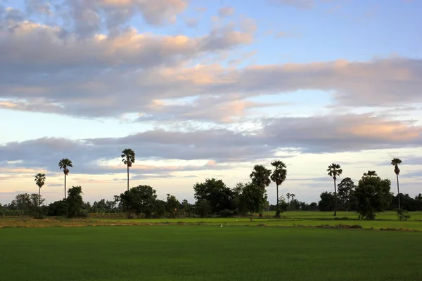 Green paddy field with beautiful sky background — Stock Photo, Image