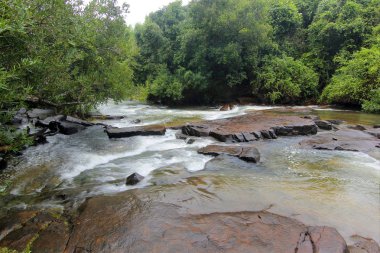 Yeşil ormandaki güzel brook
