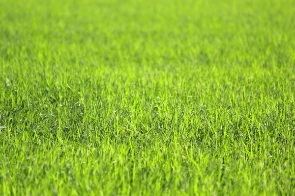 Campo de arroz verde como fundo da natureza — Fotografia de Stock