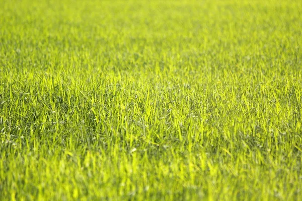 绿色的稻田为自然背景 — 图库照片