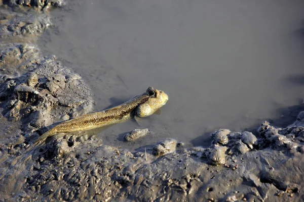 L'hespérie de la boue ou le poisson amphibie dans la mangrove — Photo