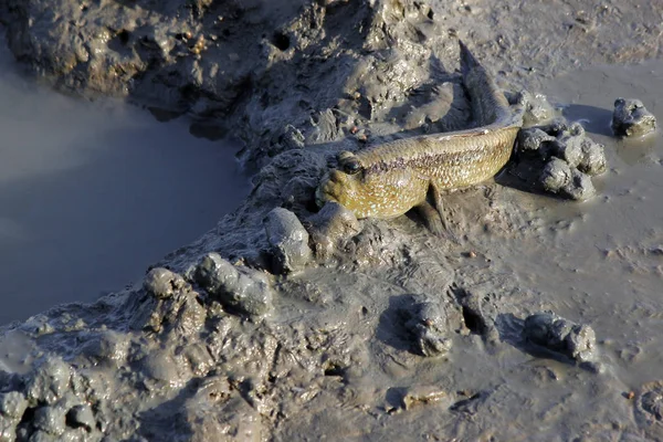 Mudskipper or amphibious fish in mangrove forest — Stock Photo, Image