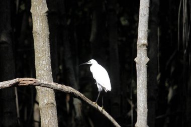 mangrov ormanında beyaz egret