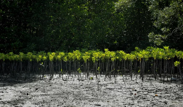 Mangrovníky jsou vysázeny, aby se zabránilo pobřežní erozi — Stock fotografie