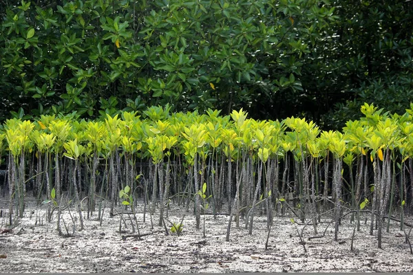 Mangrove trees are planted to prevent coastal erosion — Stock Photo, Image