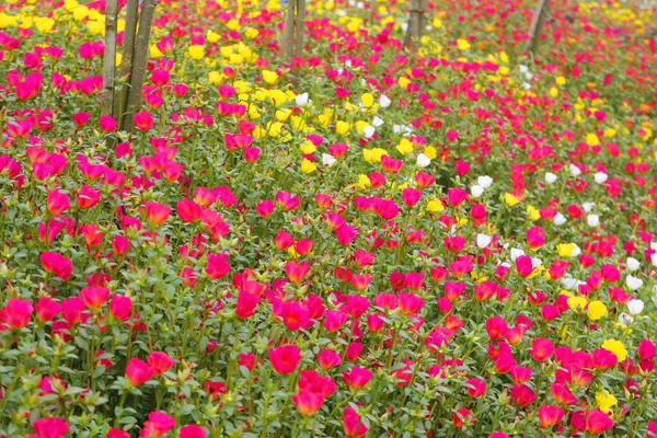 Bunte Portulak oder Verdolaga-Blume im Garten — Stockfoto