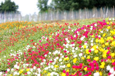 Bahçedeki rengarenk purslane ya da verdolaga çiçeği
