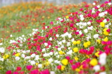 Bahçedeki rengarenk purslane ya da verdolaga çiçeği