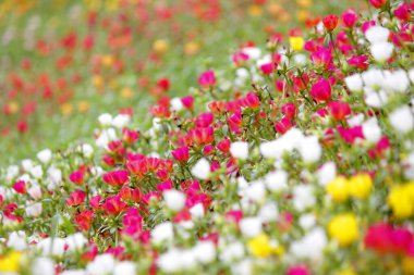 Bahçedeki rengarenk purslane ya da verdolaga çiçeği