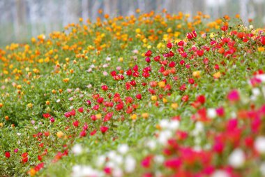 Bahçedeki rengarenk purslane ya da verdolaga çiçeği