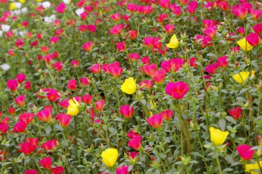 Bahçedeki rengarenk purslane ya da verdolaga çiçeği