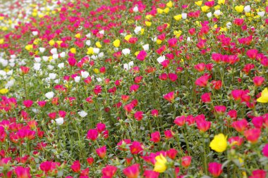 Bahçedeki rengarenk purslane ya da verdolaga çiçeği