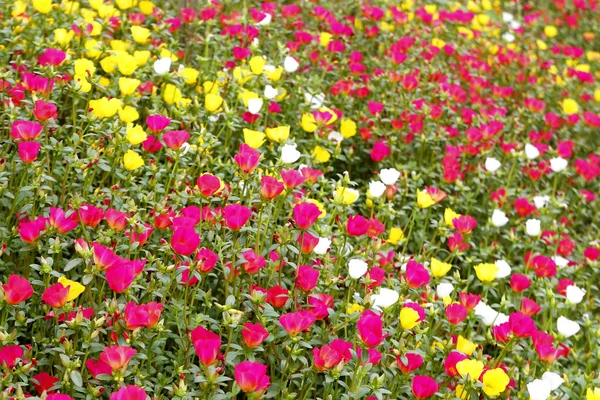 Bunte Portulak oder Verdolaga-Blume im Garten — Stockfoto