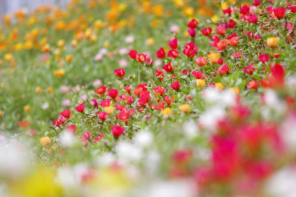 Kolorowe purslane wspólne lub kwiat verdolaga w ogrodzie — Zdjęcie stockowe