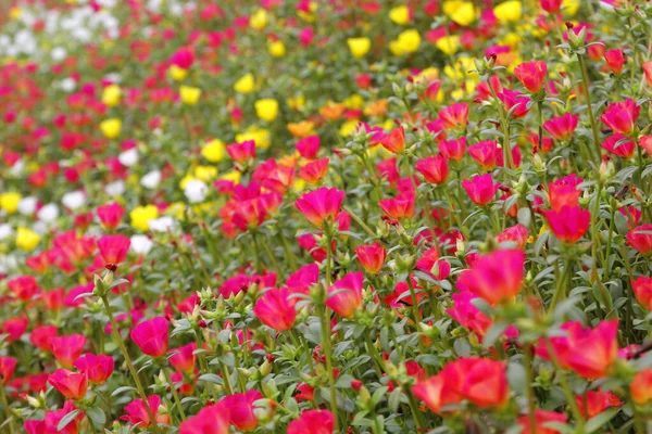 Purslane comum colorido ou verdolaga flor no jardim — Fotografia de Stock