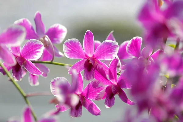 Beautiful orchid flower in garden — Stock Photo, Image