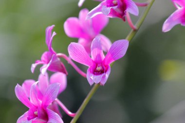 Bahçedeki güzel orkide çiçeği