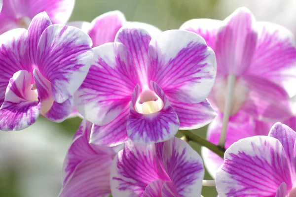 Schöne Orchideenblume im Garten — Stockfoto