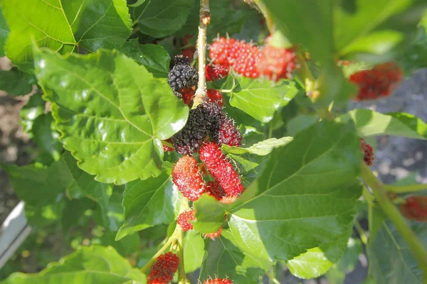 Mulberry frukt på träd i ekologisk gård — Stockfoto