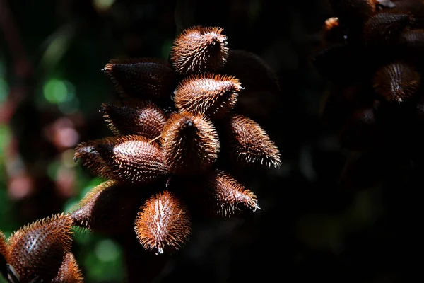 Salak Früchte Oder Salacca Zalacca Bio Bauernhof — Stockfoto