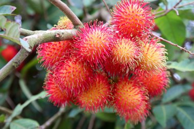 organik çiftlikteki ağaçta meyveler