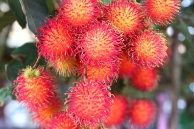 organik çiftlikteki ağaçta meyveler