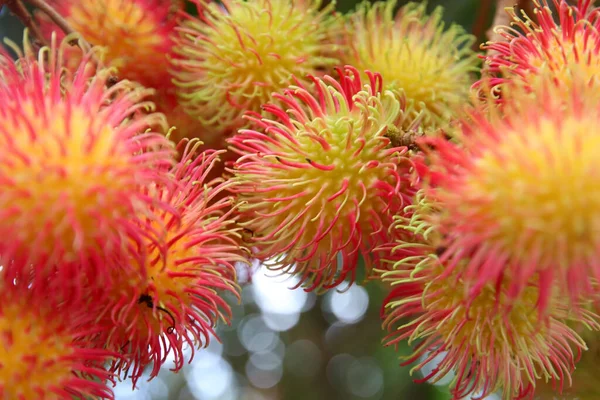 Rambutan Fruits Sur Arbre Dans Ferme Biologique — Photo