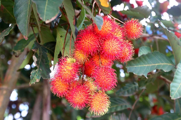 Owoce Rambutanu Drzewie Gospodarstwie Ekologicznym — Zdjęcie stockowe