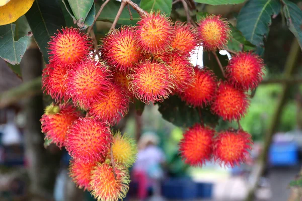 Owoce Rambutanu Drzewie Gospodarstwie Ekologicznym — Zdjęcie stockowe