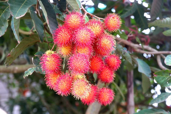 Rambutan Fruits Sur Arbre Dans Ferme Biologique — Photo