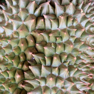 Meşhur Tayland meyvesi, Durian meyvesine yakın çekim 