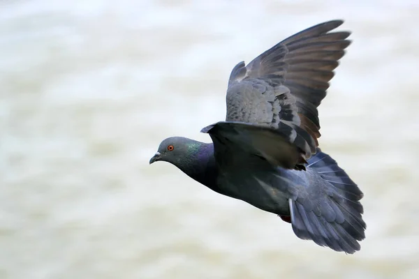 自然を背景にした鳩の飛行写真 — ストック写真