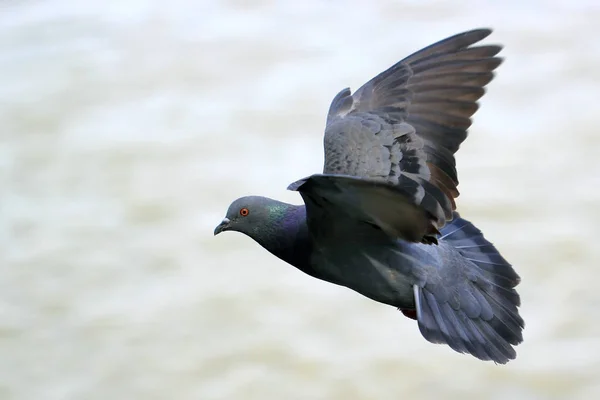 Foto Pájaro Paloma Volador Con Fondo Natural — Foto de Stock