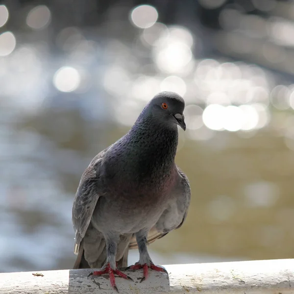 Nahaufnahme Eines Taubenvogels Mit Naturhintergrund — Stockfoto