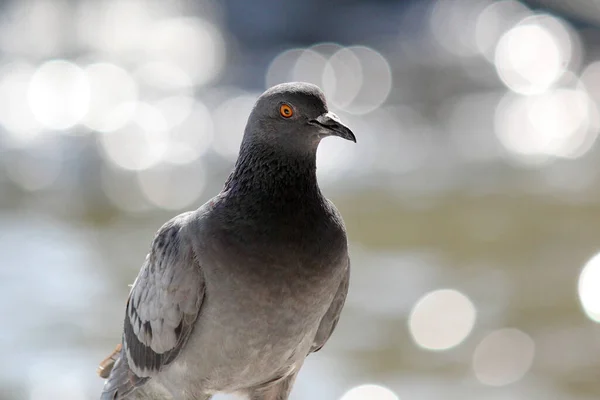 Close Pigeon Bird Nature Background — Stock Photo, Image
