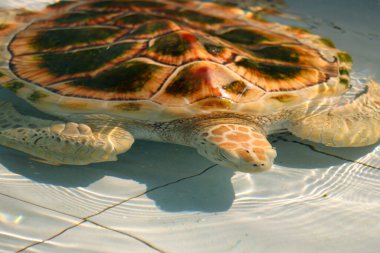 close up of  hawksbill sea turtle in aquarium clipart