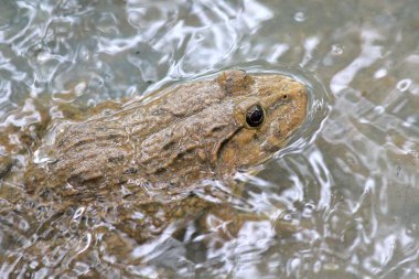 Kurbağa çiftliğindeki su kurbağasına yakın.