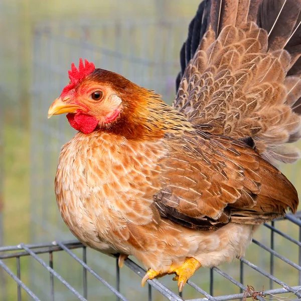 農場の美しい鶏のクローズアップ — ストック写真