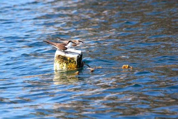 Two Seagulls Bird Buoy Ocean — Stock Photo, Image