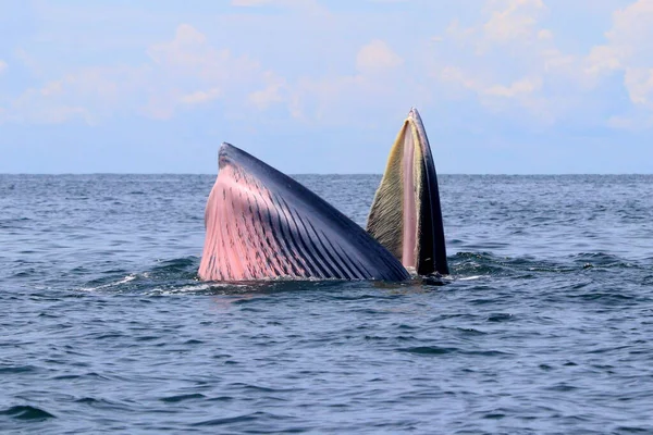 Baleia Bryde Baleia Eden Golfo Tailândia — Fotografia de Stock