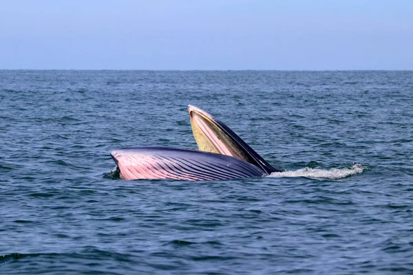 Φάλαινα Bryde Φάλαινα Eden Στον Κόλπο Της Ταϊλάνδης — Φωτογραφία Αρχείου