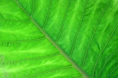 arkaplan ya da doku olarak yeşil yaprağın fotoğrafı