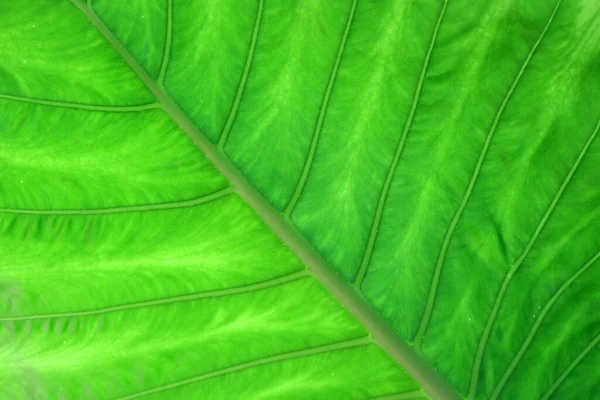 Foto Hoja Verde Como Fondo Textura — Foto de Stock