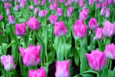 Bahçede açan laleler