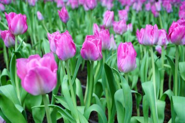 Bahçede açan laleler